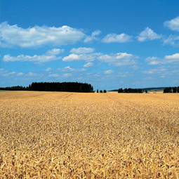Geländekategorie II:Gelände mit Hecken, einzelnen Gehöften, Häusern oder Bäumen, z.B. landwirtschaftliche Gebiete.